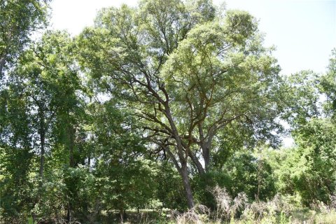 Land in Melrose, Florida № 1740313 - photo 2