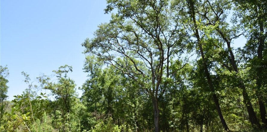 Land in Melrose, Florida № 1740313