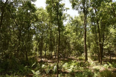 Land in Melrose, Florida № 1740313 - photo 20