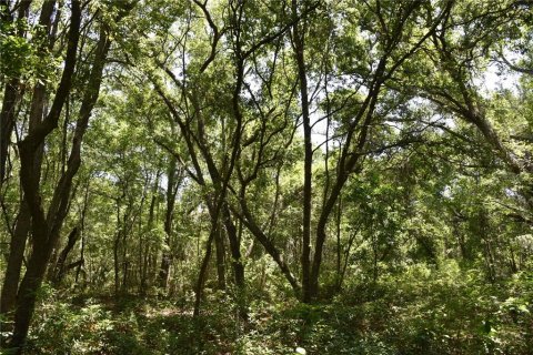 Land in Melrose, Florida № 1740313 - photo 15