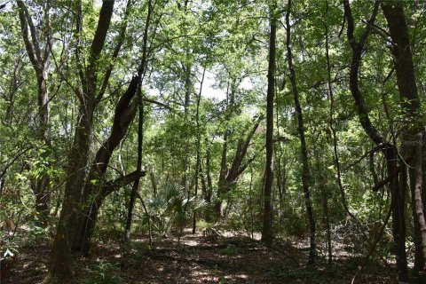 Land in Melrose, Florida № 1740313 - photo 16