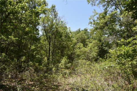 Land in Melrose, Florida № 1740313 - photo 12