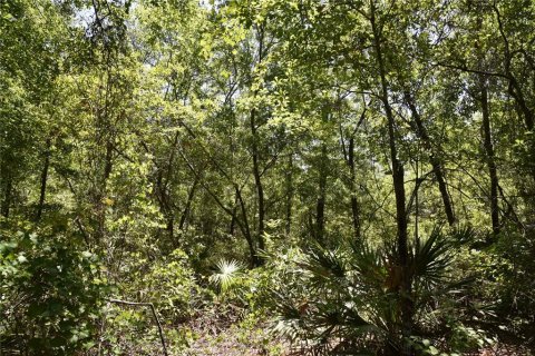 Land in Melrose, Florida № 1740313 - photo 21
