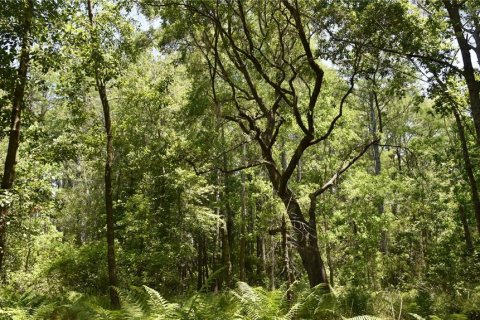 Land in Melrose, Florida № 1740313 - photo 10