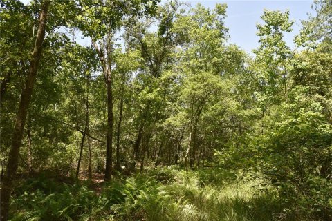 Land in Melrose, Florida № 1740313 - photo 22