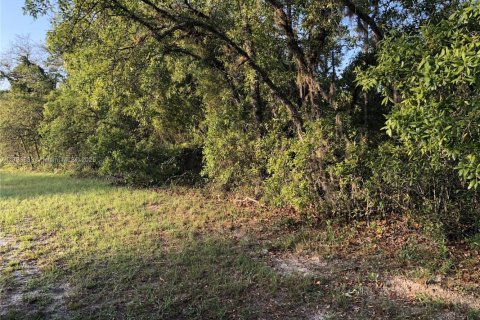 Terrain à vendre à Ocala, Floride № 2059685 - photo 3