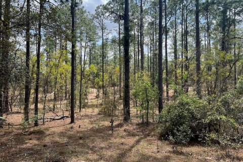 Terrain à Williston, Floride № 2149585