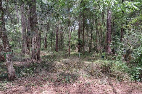 Terrain à Gainesville, Floride № 2104303