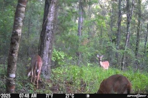 Terreno en venta en Alachua, Florida № 2283612 - foto 6