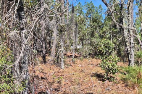 Terrain à vendre à Williston, Floride № 2228720 - photo 6