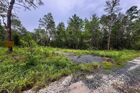 Купить земельный участок в Форт Маккой, Флорида № 2161418 - фото 4