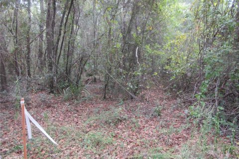 Land in Silver Springs Shores, Florida № 2164238 - photo 3