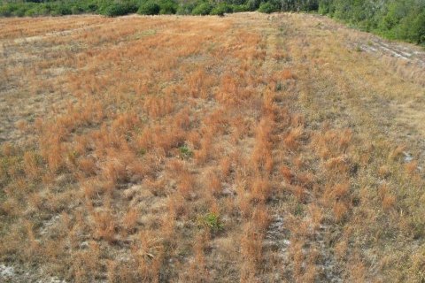 Land in Wimauma, Florida № 2135464 - photo 7
