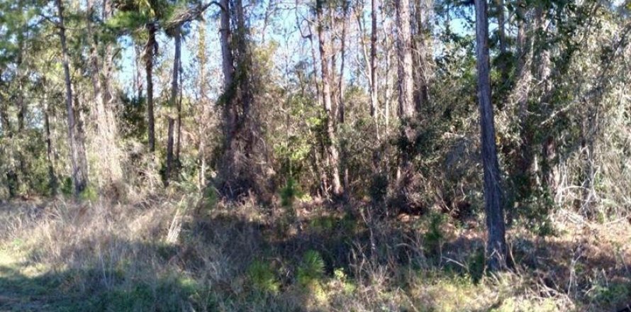 Terrain à Polk City, Floride № 230246