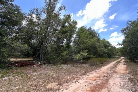 Land in Hawthorne, Florida № 2162888
