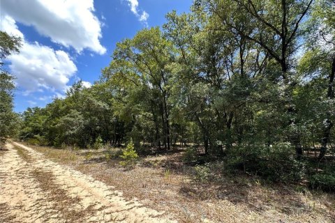 Land in Hawthorne, Florida № 2162888 - photo 6