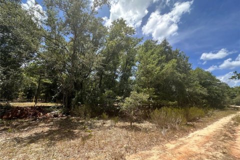Land in Hawthorne, Florida № 2162888 - photo 4
