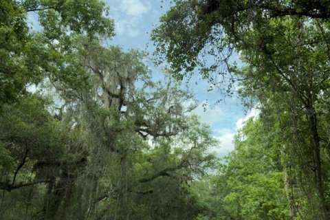 Land in Webster, Florida № 2116521