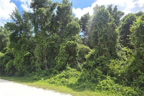 Land in Webster, Florida № 2161447 - photo 3