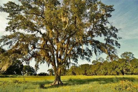 Terreno en venta en Starke, Florida № 2308711 - foto 10