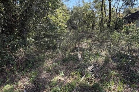 Terrain à DeLand, Floride № 2330851