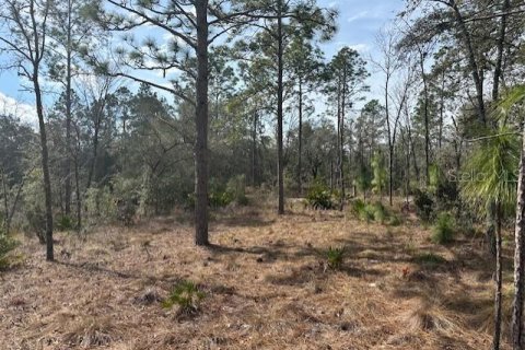 Land in Bell, Florida № 1518720 - photo 10