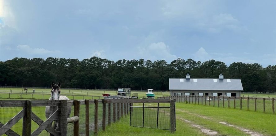 Estudio en Dunnellon, Florida № 1724776