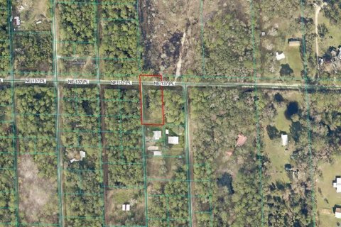 Land in Citra, Florida № 2212339 - photo 2