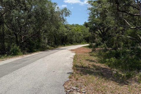 Land in Ocklawaha, Florida № 2164987 - photo 4
