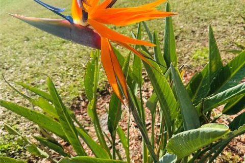 Terreno en venta en Davenport, Florida № 1773820 - foto 22