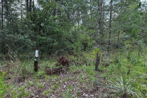 Terrain à vendre à Williston, Floride № 2231609 - photo 4
