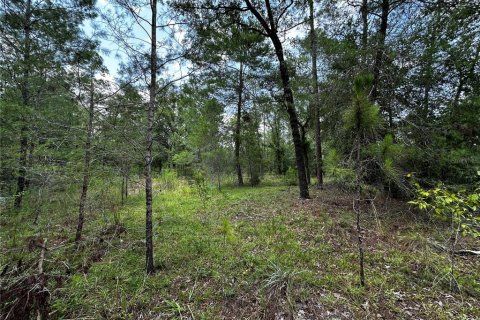 Terrain à vendre à Williston, Floride № 2231609 - photo 8