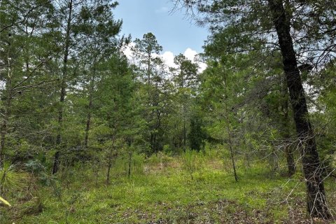 Terrain à vendre à Williston, Floride № 2231609 - photo 2