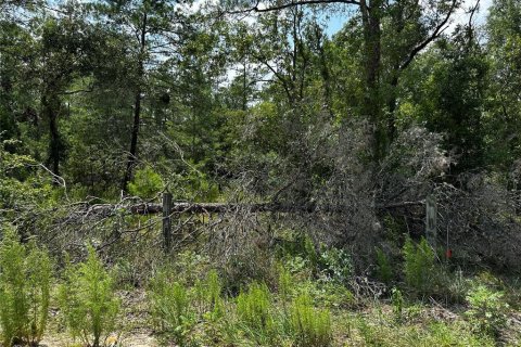 Terrain à Williston, Floride № 2231609