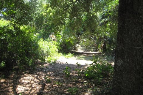 Land in Oak Hill, Florida № 1909105 - photo 2