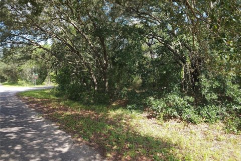 Land in Ocklawaha, Florida № 2164513 - photo 7
