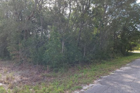 Land in Ocklawaha, Florida № 2164513 - photo 4