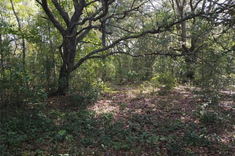 Land in Ocklawaha, Florida № 2164513 - photo 6