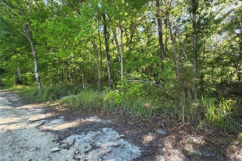 Land in Belleview, Florida № 2161319 - photo 2