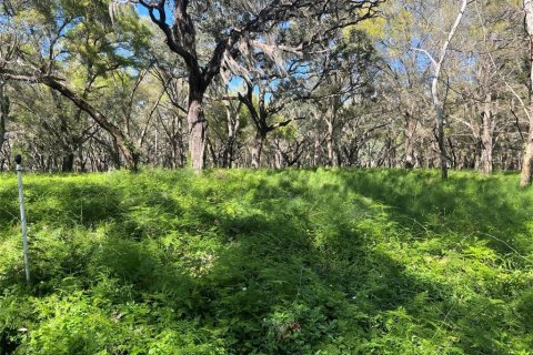 Land in Pierson, Florida № 1720853 - photo 10