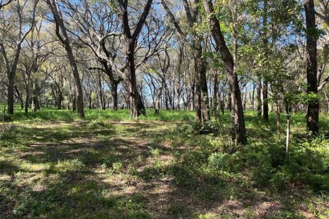 Land in Pierson, Florida № 1720853 - photo 2