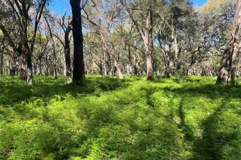 Land in Pierson, Florida № 1720853 - photo 3
