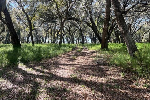 Land in Pierson, Florida № 1720853 - photo 9