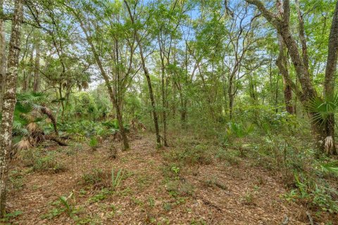 Land in Hawthorne, Florida № 1887082 - photo 9