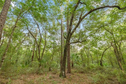 Land in Hawthorne, Florida № 1887082 - photo 8