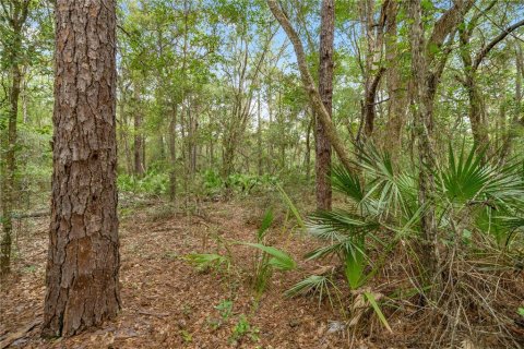 Land in Hawthorne, Florida № 1887082 - photo 7