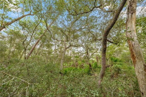 Land in Hawthorne, Florida № 1887082 - photo 12