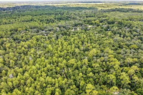 Land in Hawthorne, Florida № 1887082 - photo 5