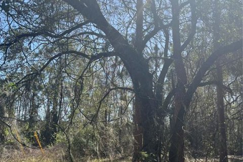 Terreno en venta en Groveland, Florida № 302303 - foto 4