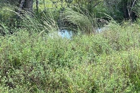 Land in Arcadia, Florida № 941546 - photo 3